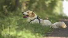 ATTILA, Hund, Herdenschutzhund-Mix in Biblis - Bild 3