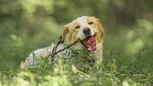 ATTILA, Hund, Herdenschutzhund-Mix in Biblis - Bild 5