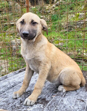 SCHLAUBI, Hund, Mischlingshund in Kroatien - Bild 11