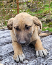 SCHLAUBI, Hund, Mischlingshund in Kroatien - Bild 12