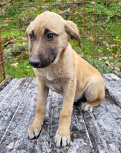 SCHLAUBI, Hund, Mischlingshund in Kroatien - Bild 14