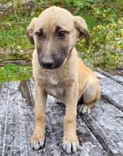 SCHLAUBI, Hund, Mischlingshund in Kroatien - Bild 2