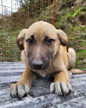 SCHLAUBI, Hund, Mischlingshund in Kroatien - Bild 3