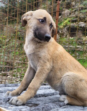 SCHLAUBI, Hund, Mischlingshund in Kroatien - Bild 4