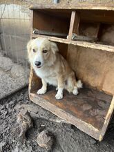 ANNIE, Hund, Kokoni-Mix in Berlin - Bild 1