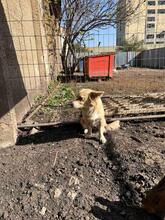 ANNIE, Hund, Kokoni-Mix in Berlin - Bild 10