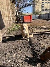 ANNIE, Hund, Kokoni-Mix in Berlin - Bild 11