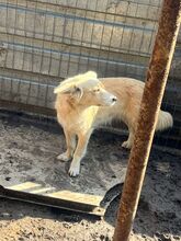 ANNIE, Hund, Kokoni-Mix in Berlin - Bild 2