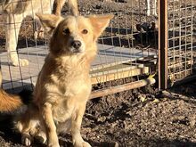 ANNIE, Hund, Kokoni-Mix in Berlin - Bild 3