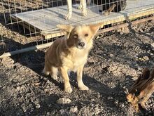 ANNIE, Hund, Kokoni-Mix in Berlin - Bild 6