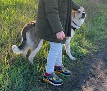 MALA, Hund, Mischlingshund in Berlin - Bild 12