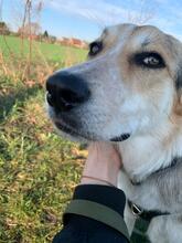 MALA, Hund, Mischlingshund in Berlin - Bild 13