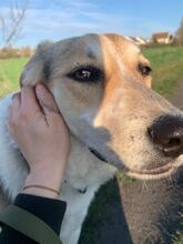 MALA, Hund, Mischlingshund in Berlin - Bild 14