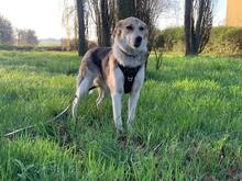 MALA, Hund, Mischlingshund in Berlin - Bild 15