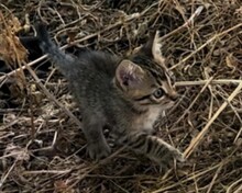 AMY, Katze, Europäisch Kurzhaar in Spanien - Bild 2