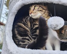 AMY, Katze, Europäisch Kurzhaar in Spanien - Bild 5