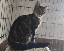 AMY, Katze, Europäisch Kurzhaar in Spanien - Bild 6