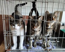 ANDI, Katze, Europäisch Kurzhaar in Spanien - Bild 8