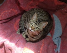 DANIEL, Katze, Europäisch Kurzhaar in Spanien - Bild 10