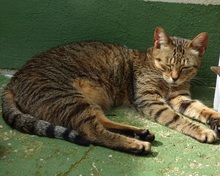 DANIEL, Katze, Europäisch Kurzhaar in Spanien - Bild 8