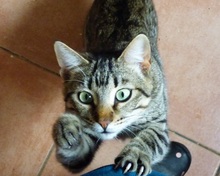 DANIEL, Katze, Europäisch Kurzhaar in Spanien - Bild 9