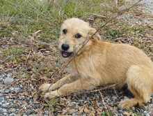 CHLOE, Hund, Mischlingshund in Griechenland - Bild 1