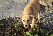 CHLOE, Hund, Mischlingshund in Griechenland - Bild 4