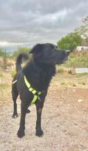 RINGO, Hund, Deutscher Schäferhund-Mix in Spanien - Bild 2