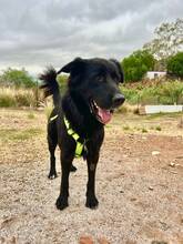 RINGO, Hund, Deutscher Schäferhund-Mix in Spanien - Bild 7