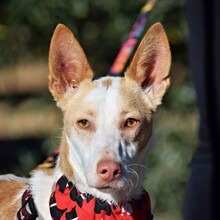 JARIRO, Hund, Podenco in Spanien - Bild 1