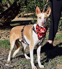 JARIRO, Hund, Podenco in Spanien - Bild 2