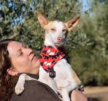 JARIRO, Hund, Podenco in Spanien - Bild 3