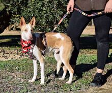 JARIRO, Hund, Podenco in Spanien - Bild 4