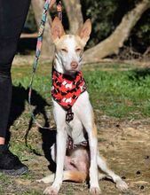 JARIRO, Hund, Podenco in Spanien - Bild 5