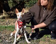 JARIRO, Hund, Podenco in Spanien - Bild 6