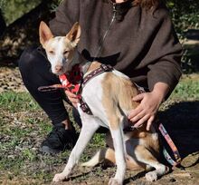 JARIRO, Hund, Podenco in Spanien - Bild 7