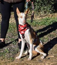 JARIRO, Hund, Podenco in Spanien - Bild 8