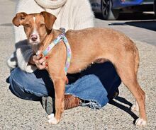 CELESTINA, Hund, Podenco in Spanien - Bild 2