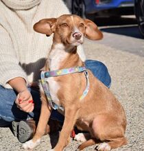 CELESTINA, Hund, Podenco in Spanien - Bild 3