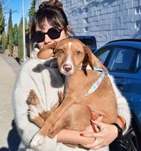 CELESTINA, Hund, Podenco in Spanien - Bild 4