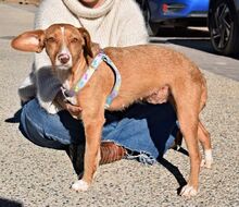 CELESTINA, Hund, Podenco in Spanien - Bild 5