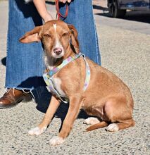 CELESTINA, Hund, Podenco in Spanien - Bild 6