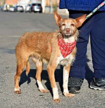 TRUFA, Hund, Rauhhaarpodenco in Spanien - Bild 2