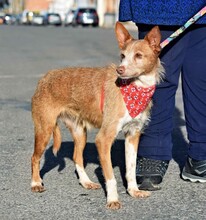 TRUFA, Hund, Rauhhaarpodenco in Spanien - Bild 3