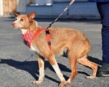 TRUFA, Hund, Rauhhaarpodenco in Spanien - Bild 4