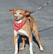 TRUFA, Hund, Rauhhaarpodenco in Spanien - Bild 5