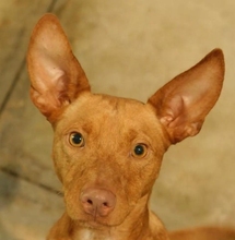 DOBBY, Hund, Podenco-Mix in Spanien - Bild 1