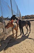 DOBBY, Hund, Podenco-Mix in Spanien - Bild 3