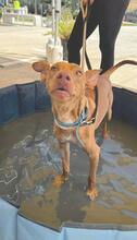 DOBBY, Hund, Podenco-Mix in Spanien - Bild 4