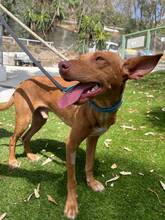 DOBBY, Hund, Podenco-Mix in Spanien - Bild 5